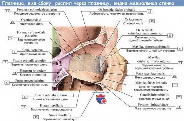 Анатомия: Глазница