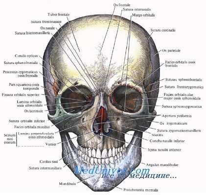 строение орбиты