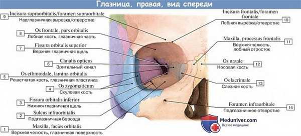 Анатомия: Глазница