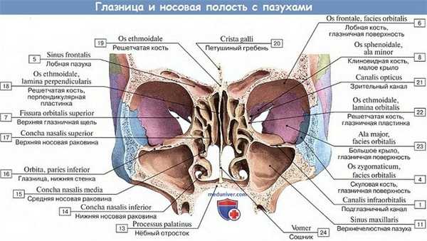 Анатомия: Глазница