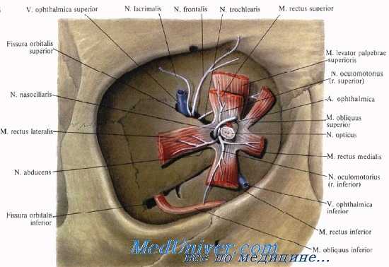 глазничная щель