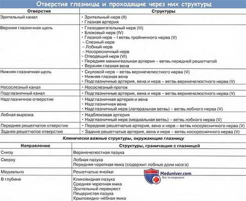 Анатомия: Отверстия глазницы и проходящие через них структуры