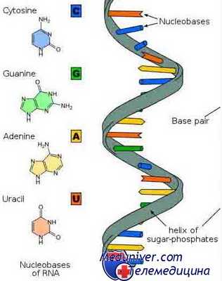 матрицы экспрессии РНК