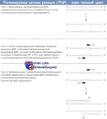 Полимеразная цепная реакция (ПЦР)