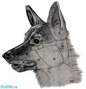 Рис. 1. Области головы собаки (немецкая овчарка)