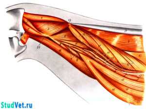 Рис. 1. Глубокие мышцы шеи собаки. Вид слева