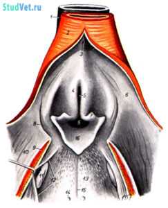 Дно полости глотки и корень языка собаки. Дорсальная стенка глотки и мягкое нёбо разрезаны и отвернуты