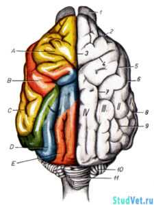 Головной мозг собаки с дорсальной поверхности