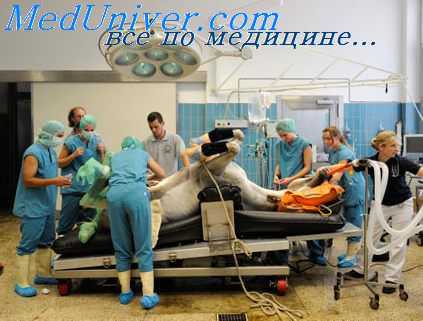 современная ветеринария