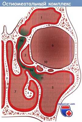 Остиомеатальный комплекс