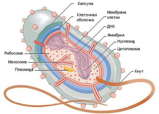 Строение бактерии