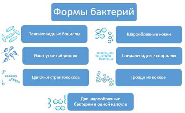 Формы бактерий