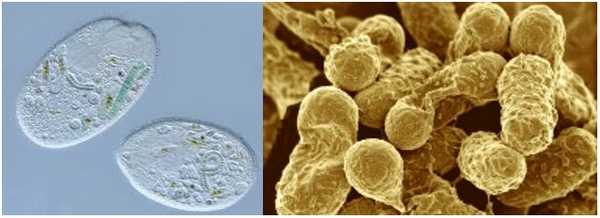 Фотографии бактерий под микроскопом