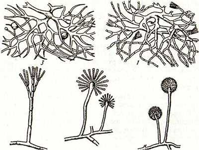 Одноклеточные грибы