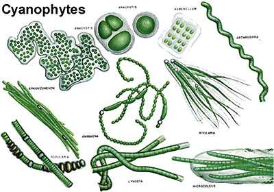 Сине-зелёные водоросли