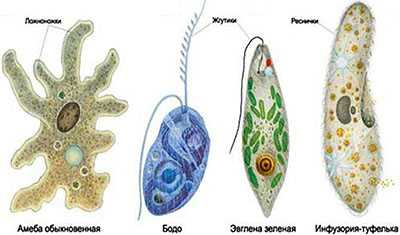 Простейшие