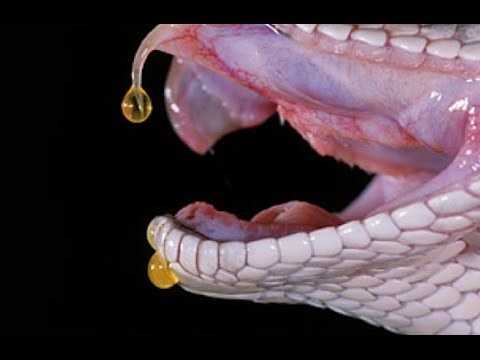 Змеиный яд. Змеиный яд, Змея, Ядотерапия, Длиннопост