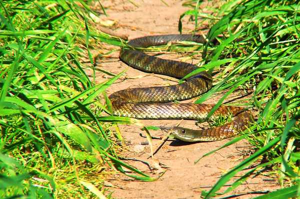 Самые ядовитые змеи Земли. ТОП-10 Животные, Змея, Самые ядовитые, Кобры, Тайпан, Крайт, Мамба, Длиннопост