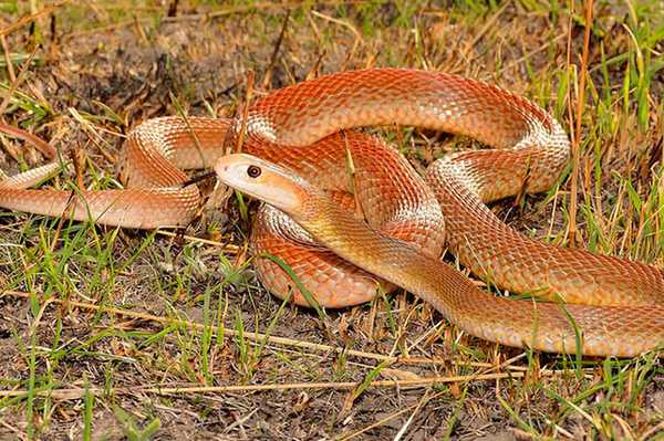 Самые ядовитые змеи Земли. ТОП-10 Животные, Змея, Самые ядовитые, Кобры, Тайпан, Крайт, Мамба, Длиннопост