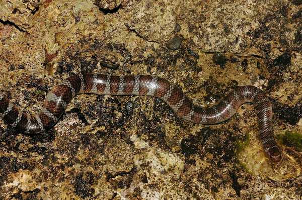 Самые ядовитые змеи Земли. ТОП-10 Животные, Змея, Самые ядовитые, Кобры, Тайпан, Крайт, Мамба, Длиннопост