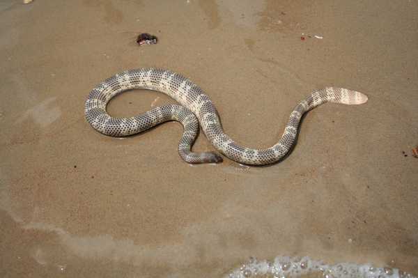 Самые ядовитые змеи Земли. ТОП-10 Животные, Змея, Самые ядовитые, Кобры, Тайпан, Крайт, Мамба, Длиннопост