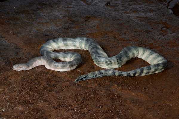 Самые ядовитые змеи Земли. ТОП-10 Животные, Змея, Самые ядовитые, Кобры, Тайпан, Крайт, Мамба, Длиннопост