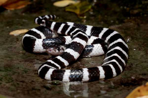 Самые ядовитые змеи Земли. ТОП-10 Животные, Змея, Самые ядовитые, Кобры, Тайпан, Крайт, Мамба, Длиннопост