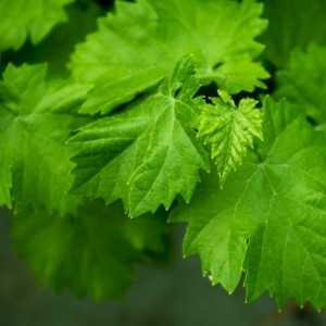 Виноград в народной медицине