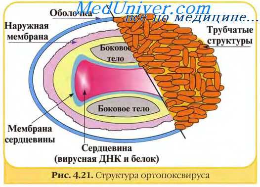 строение вирусов оспы