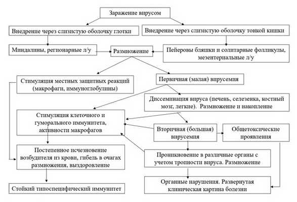 Стадии патогенеза вируса Коксаки
