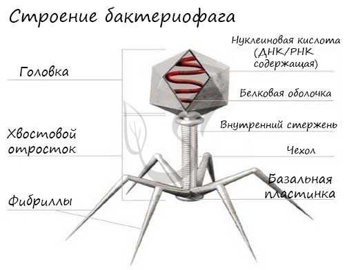 Строение бактериофага