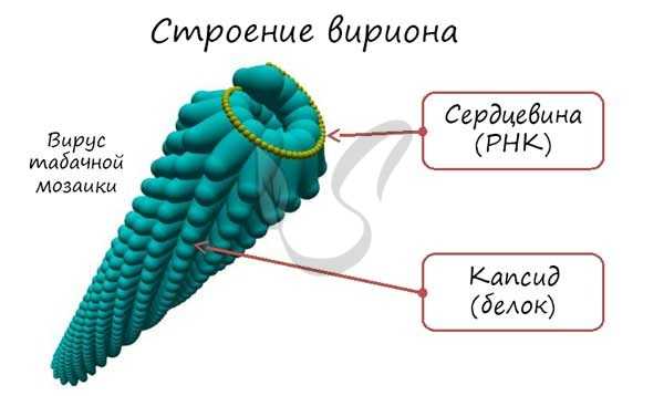 Строение вируса