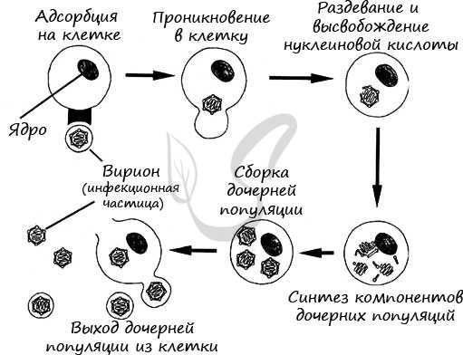 Вирус в клетке
