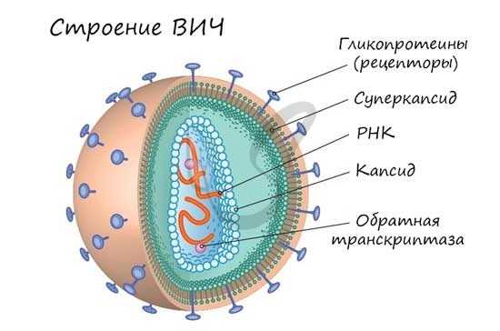 Строение ВИЧ
