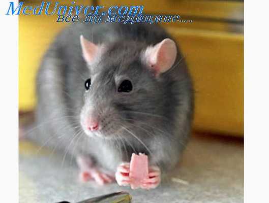 вирусные заболевания