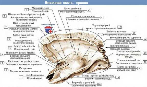 Анатомия: Височная кость