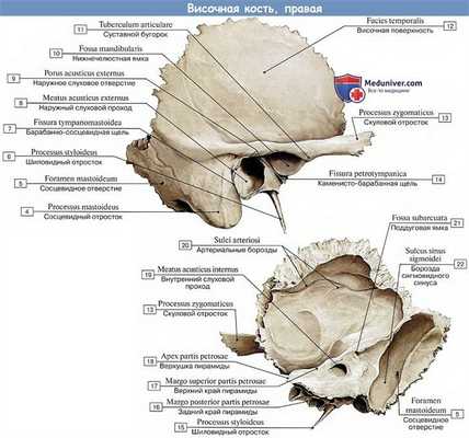 Анатомия: Височная кость
