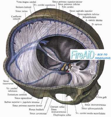 Анатомия синусов твердой мозговой оболочки