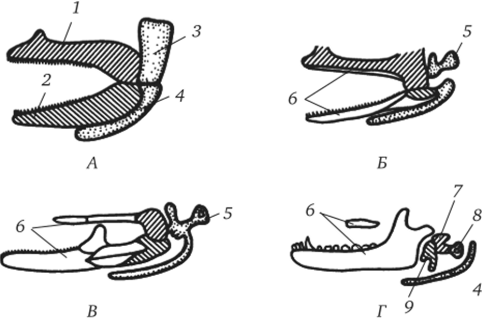Эволюция двух первых висцеральных жаберных дуг позвоночных