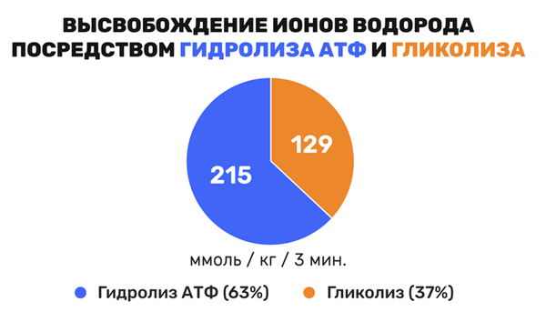Высвобождение ионов водорода посредством гидролиза АТФ и гликолиза
