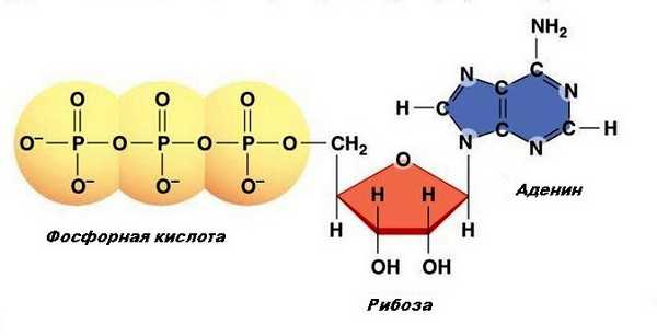 Структура АТФ (Аденозинтрифосфат)
