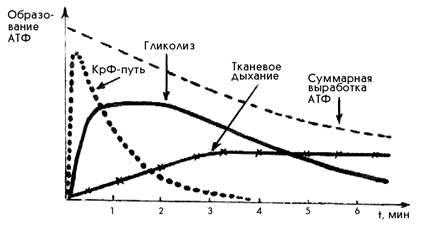 Включение путей ресинтеза АТФ при выполнении физической работы 