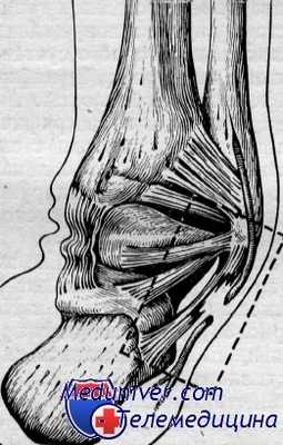связки голеностопного сустава