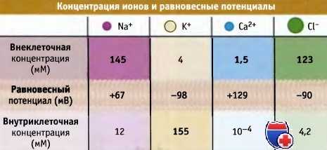 Ионы и равновесные потенциалы клетки
