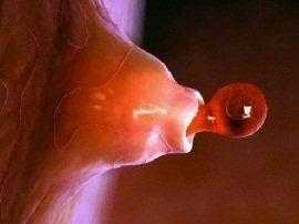 Овуляция яйцеклетки и ее влияние на наступление беременности