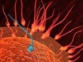 Время оплодотворения яйцеклетки