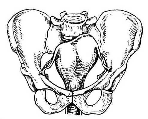 Диагностика беременности