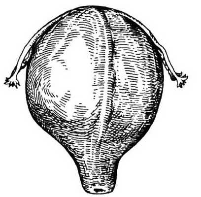 Диагностика беременности