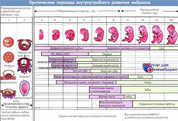 Критические периоды внутриутробного развития плода