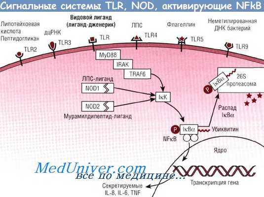 Сигнальные системы TLR и NOD кишечника